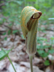 Uromyces ari-triphylli