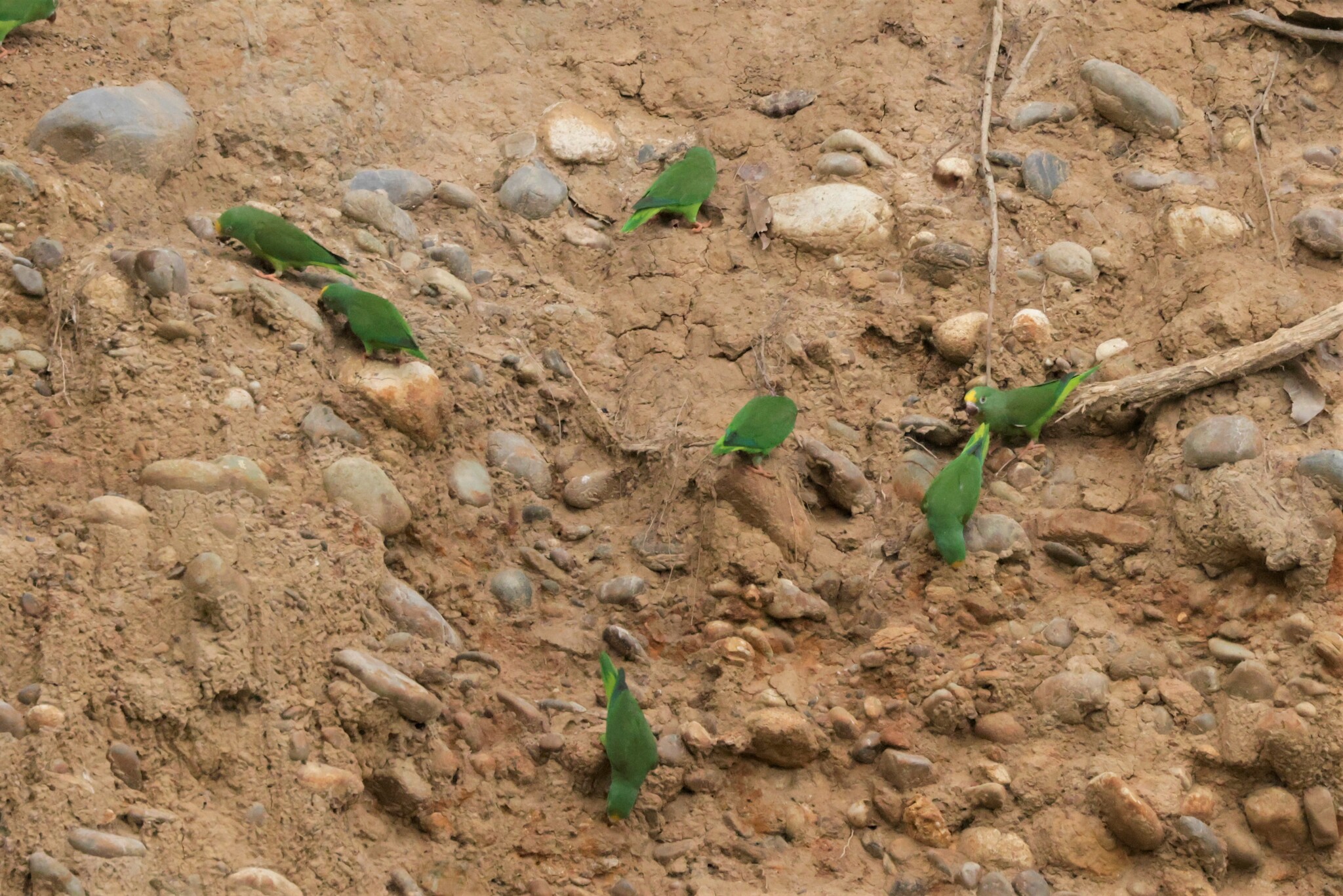 Tui Parakeet (Brotogeris sanctithomae), photo 8