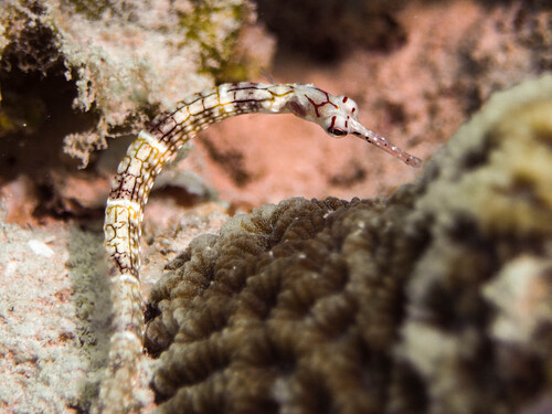 Red-cheeked Pipefish — seen at this dive site