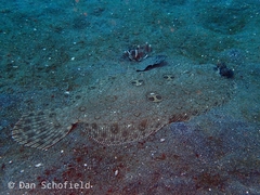 Pseudorhombus dupliciocellatus