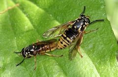 Temnostoma alternans