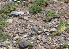 Muscisaxicola frontalis