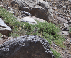 Muscisaxicola frontalis