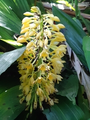 Calanthe formosana