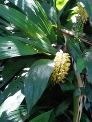 Calanthe formosana