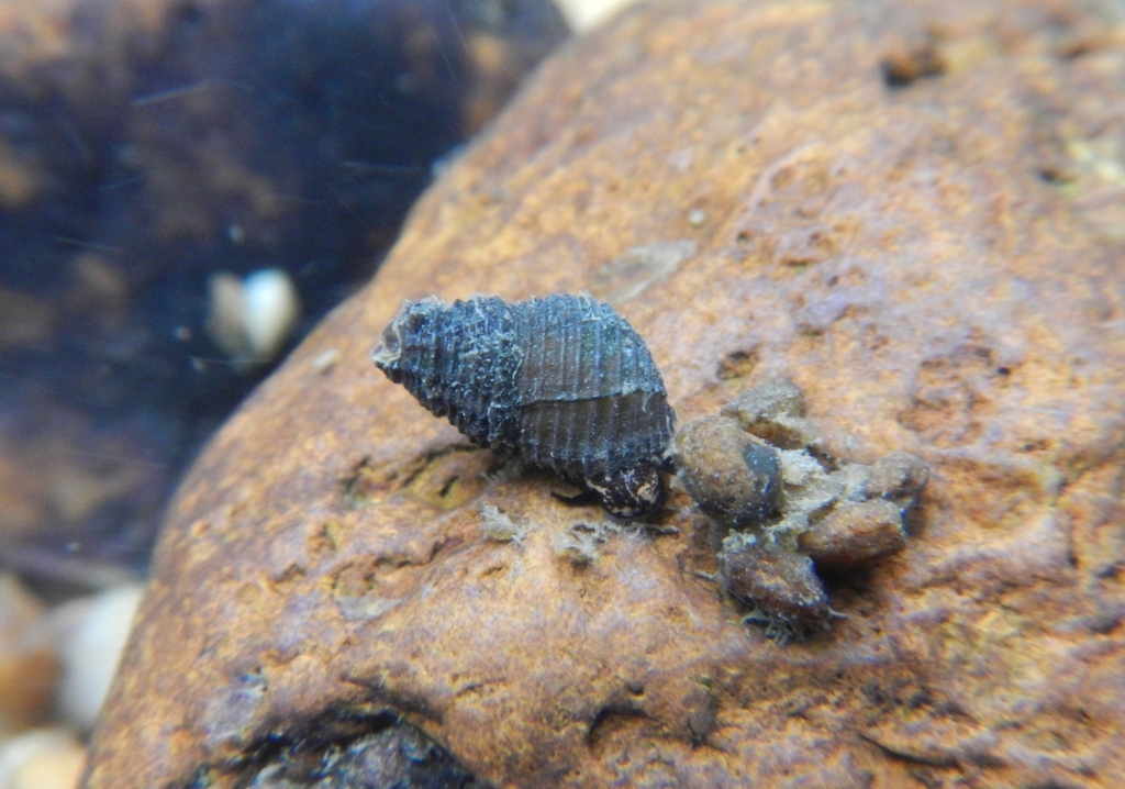 Lacy Elimia