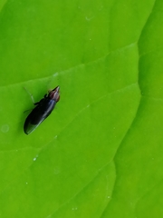 Cephaloconus tenebrosus