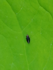Cephaloconus tenebrosus