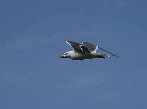 Heuglin’s Gull｜休氏鸥 参考照片