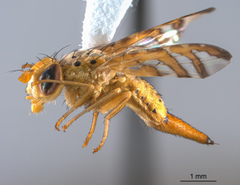 Chaetorellia succinea