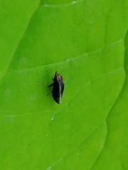 Cephaloconus tenebrosus