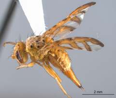 Chaetorellia succinea