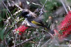 Phylidonyris novaehollandiae × niger