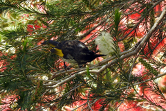 Phylidonyris novaehollandiae × niger