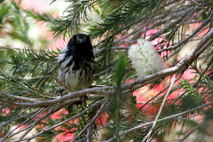 Phylidonyris novaehollandiae × niger