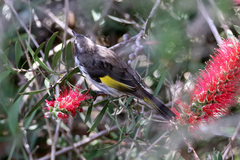 Phylidonyris novaehollandiae × niger