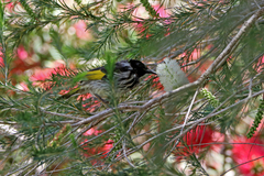 Phylidonyris novaehollandiae × niger
