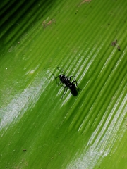 Polyrhachis clio