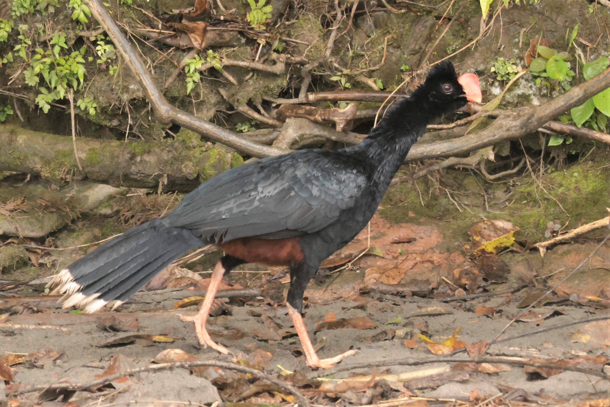 Razor-billed Curassow (Mitu tuberosum), photo 5