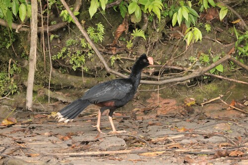 Razor-billed Curassow (Mitu tuberosum), photo 2