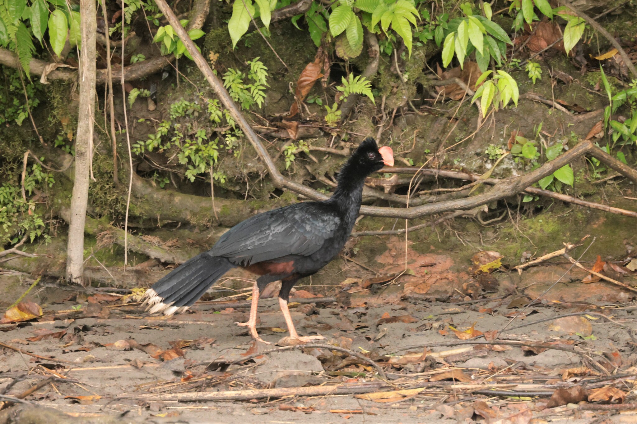 Razor-billed Curassow (Mitu tuberosum), photo 3