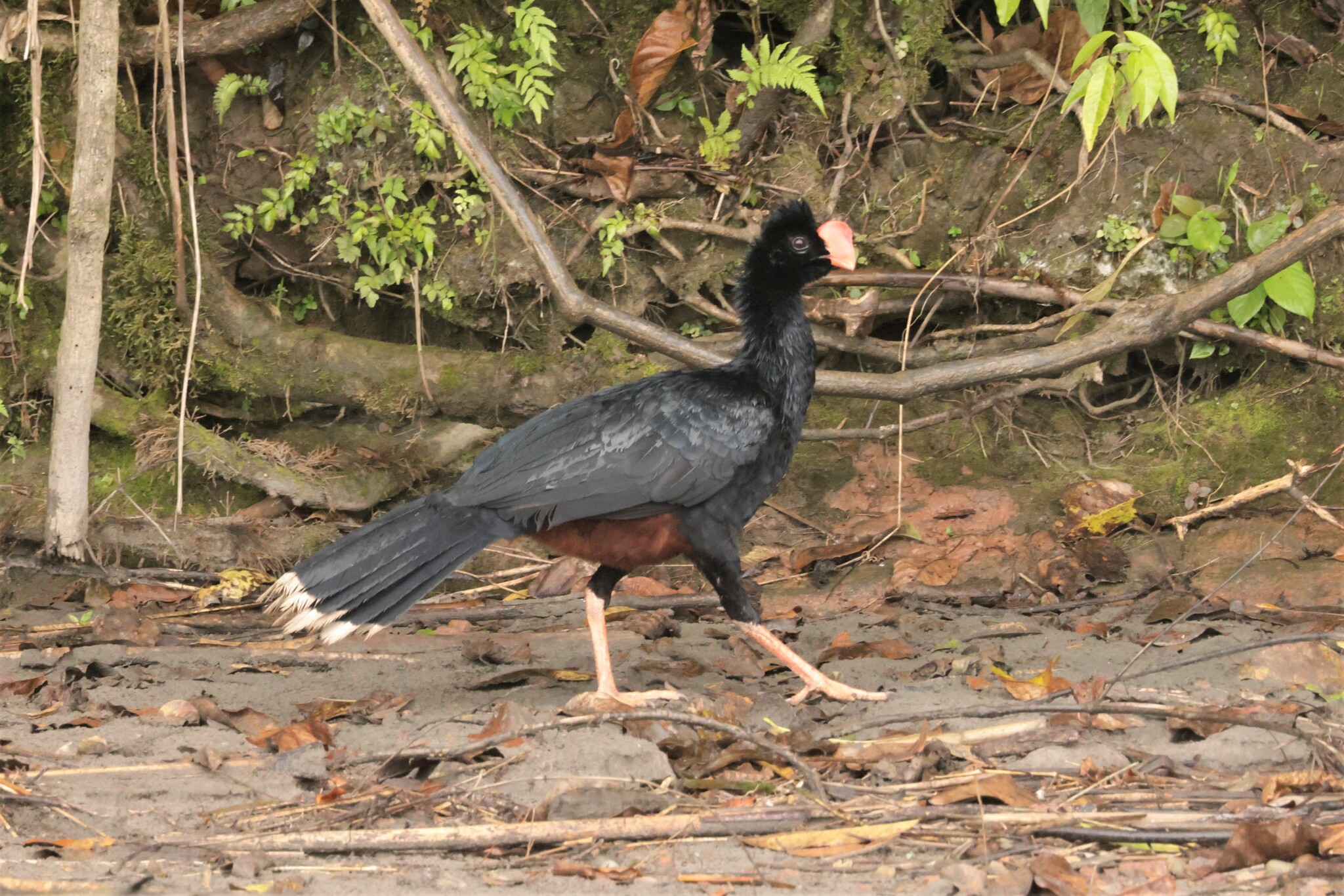 Razor-billed Curassow (Mitu tuberosum), photo 4