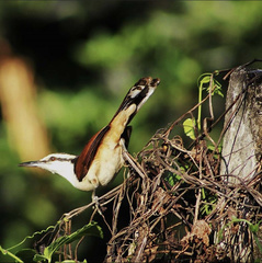 Campylorhynchus chiapensis