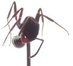 Pogonomyrmex mayri