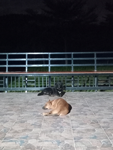 Western Domestic Dog
