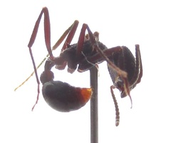Pogonomyrmex mayri