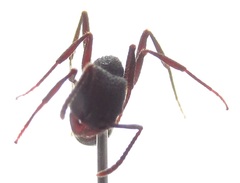 Pogonomyrmex mayri