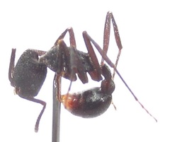 Pogonomyrmex mayri