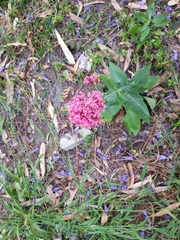 Centranthus ruber