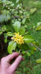 Corokia cotoneaster