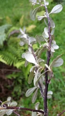 Corokia cotoneaster