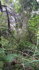 Corokia cotoneaster