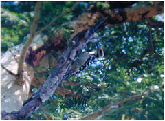 Dendrocopos analis