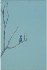 Halcyon cyanoventris