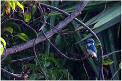 Alcedo coerulescens
