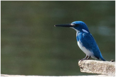 Alcedo coerulescens