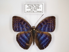 Euriphene ribensis