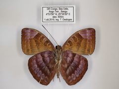 Euriphene ribensis