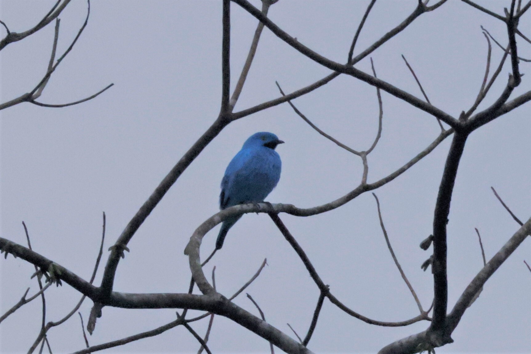 Plum-throated Cotinga (Cotinga maynana), photo 4