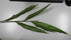 Alpinia intermedia
