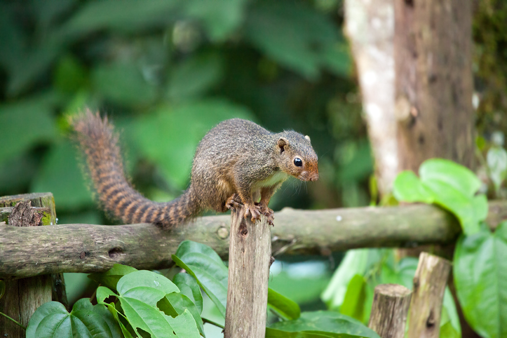 Ruwenzori Sun Squirrel