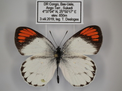 Colotis euippe euippe