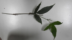Tetrastigma hemsleyanum