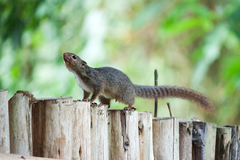 Ruwenzori Sun Squirrel photo 2