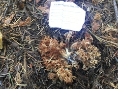 Ramaria rubiginosa