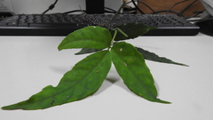 Tetrastigma hemsleyanum